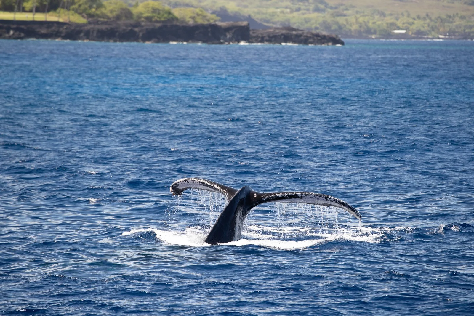 HumpBack 帰り道 m_9781680784695_fc.jpg